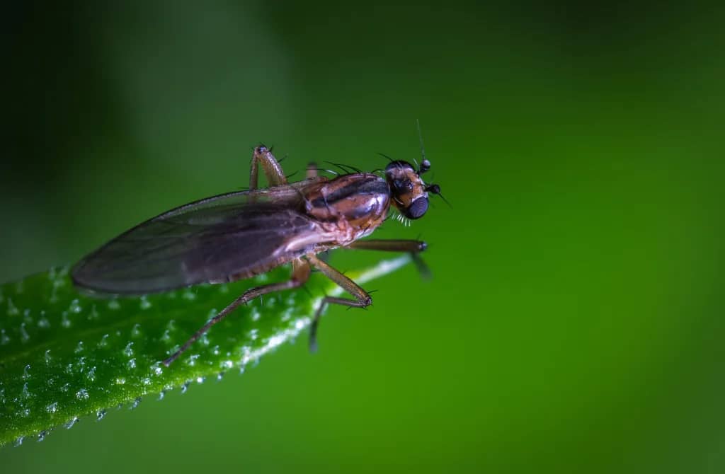 Abbotsford Fly Control - Fly on leaf