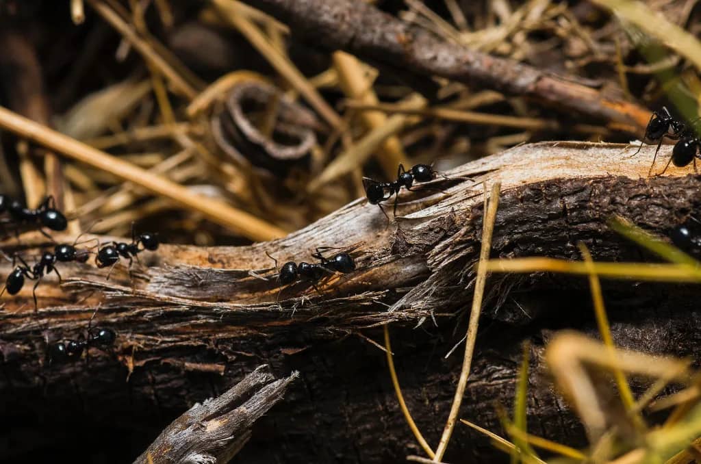 Abbotsford Ant Control - Ants on wood