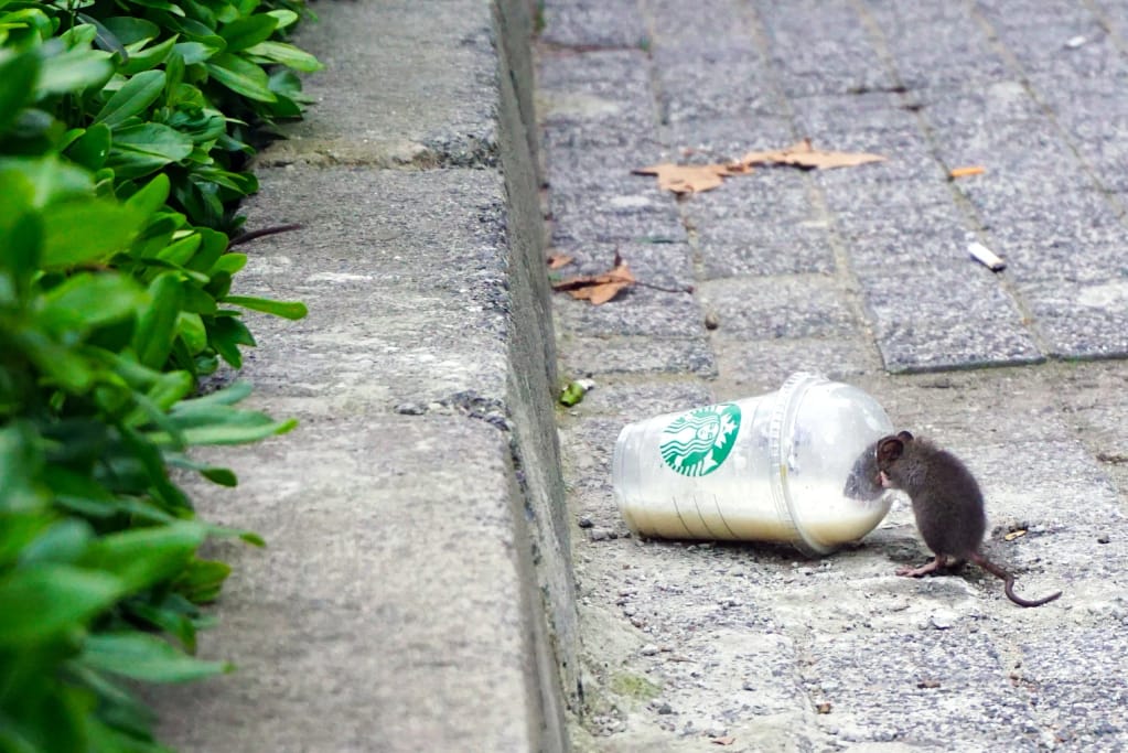 Abbotsford rat drinking Starbucks