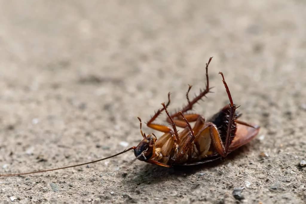 Abbotsford Cockroach Control - Dead Cockroach
