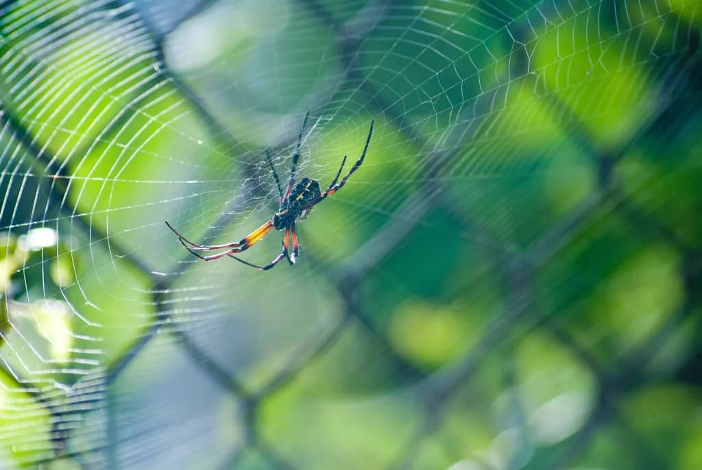 Abbotsford Spider Control - Spider on Web