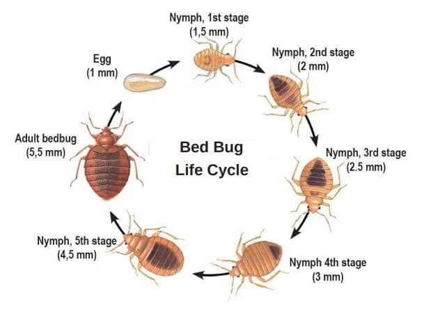 Bed Bug Pictures How To Identify Bed Bugs Bed Bug Pictures How To Identify Bed Bugs