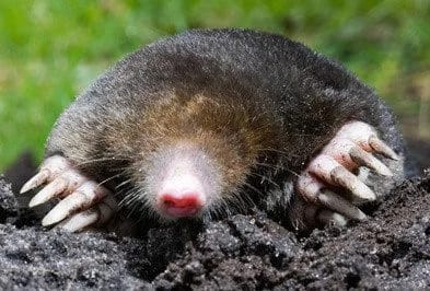 Understanding Moles: Facts Prevention