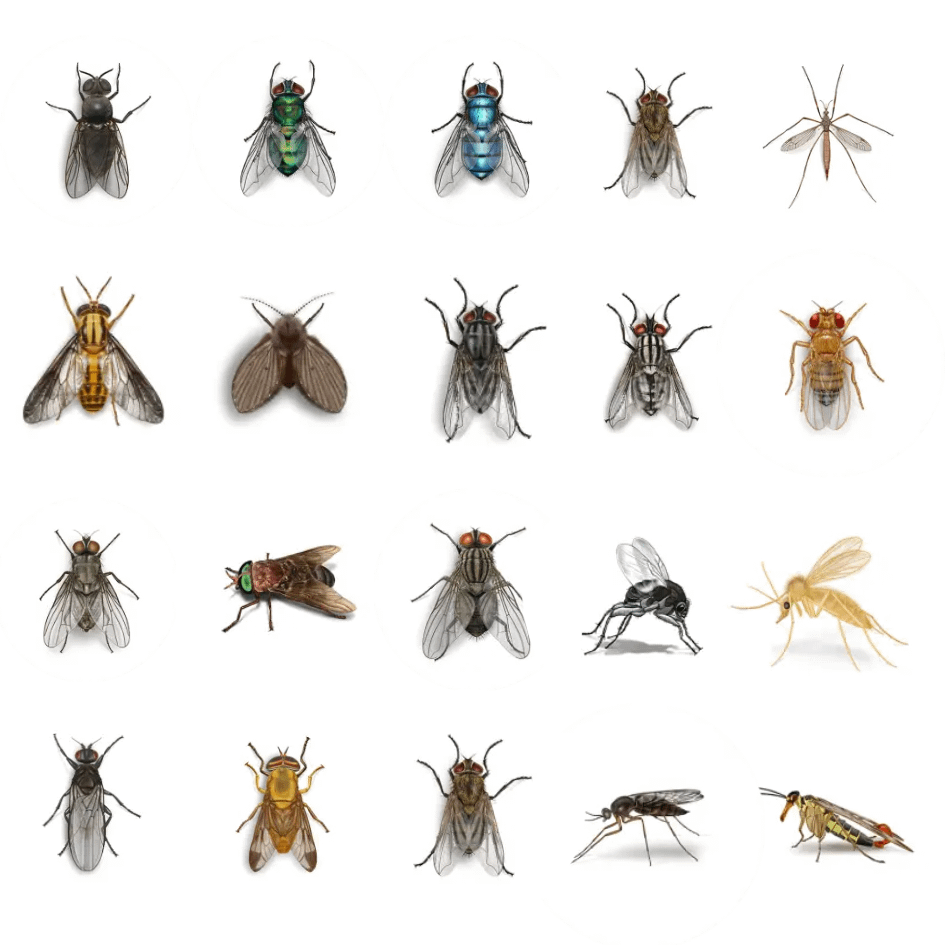 Professional Residential & Commercial Pest Control