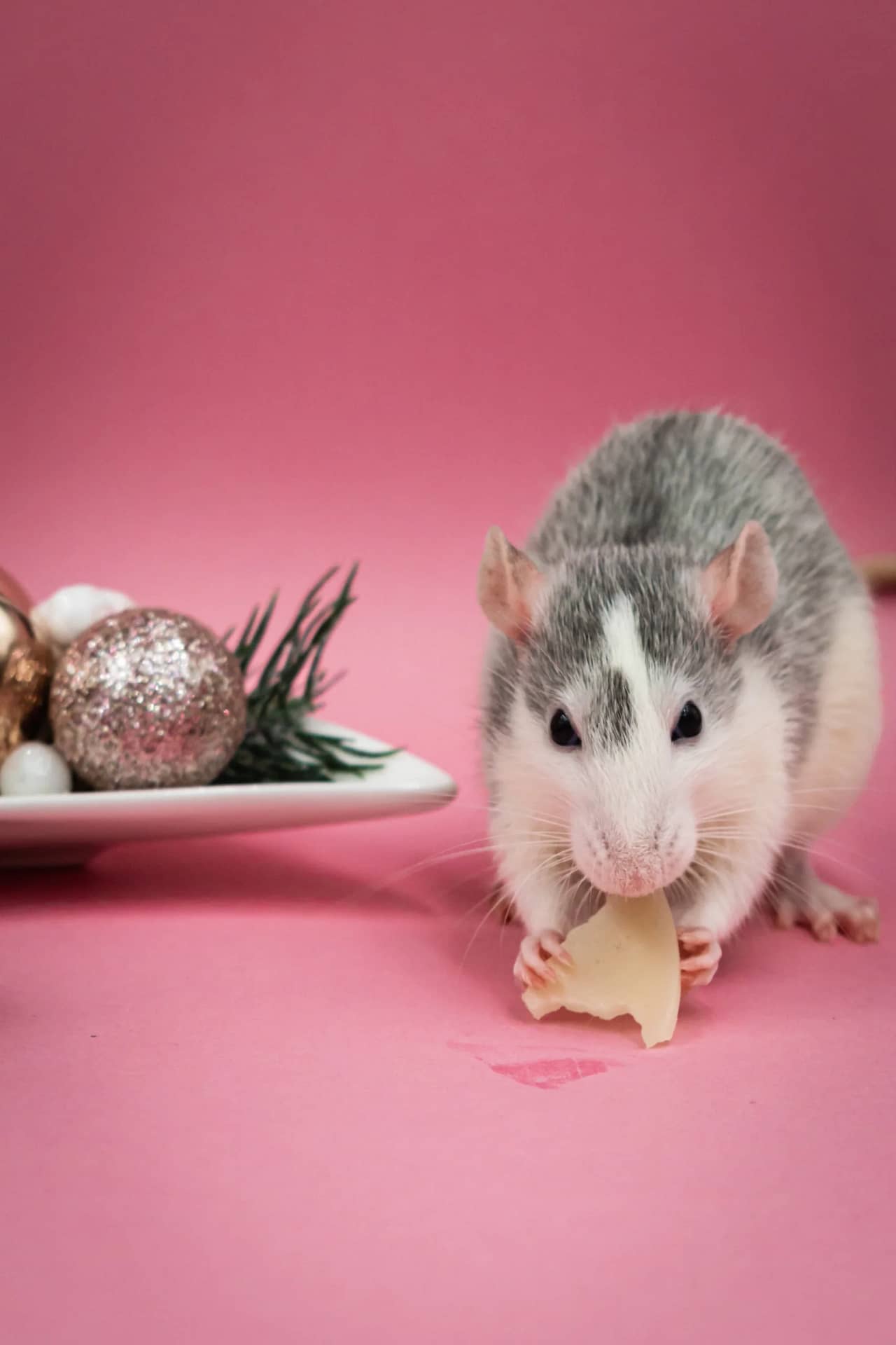 Unlock The Secret: Can Rats Eat Pineapple Safely? - 0ireezf
